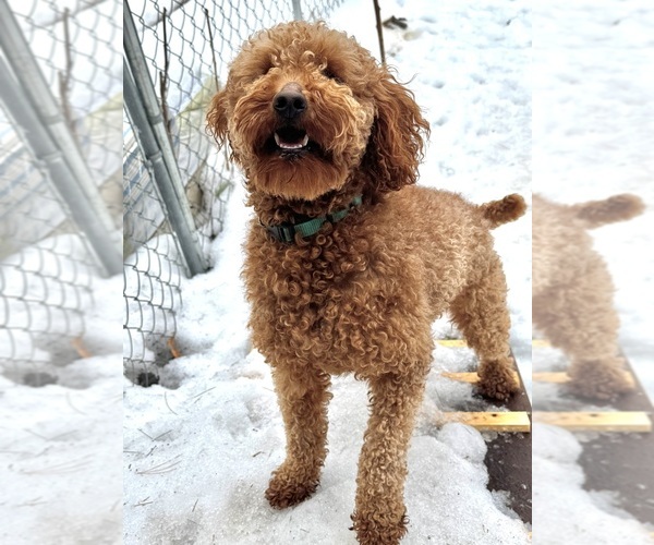 Medium Photo #1 Poodle (Miniature) Puppy For Sale in ALEXANDRIA, NH, USA