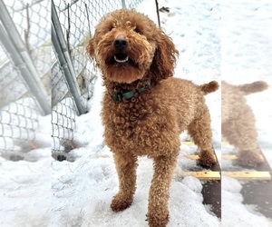 Father of the Poodle (Miniature) puppies born on 03/16/2026