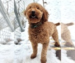 Small Photo #1 Poodle (Miniature) Puppy For Sale in ALEXANDRIA, NH, USA