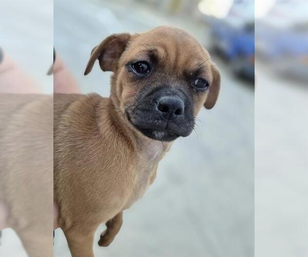 Medium Photo #1 Pug-Unknown Mix Puppy For Sale in San Antonio, TX, USA