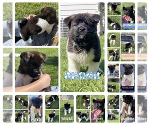 Akita Puppy for sale in CLEVELAND, OH, USA