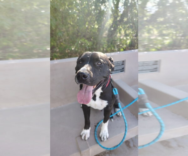 Medium Photo #1 American Pit Bull Terrier-Unknown Mix Puppy For Sale in Chandler, AZ, USA