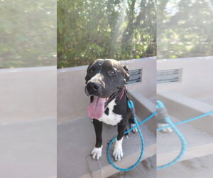 American Pit Bull Terrier-Unknown Mix Dogs for adoption in Chandler, AZ, USA