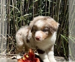 Small Photo #5 Miniature Australian Shepherd Puppy For Sale in WOOSTER, OH, USA