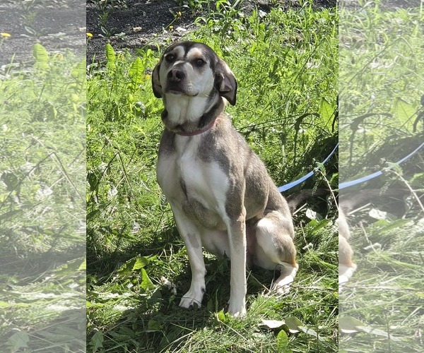 Medium Photo #1 Mutt Puppy For Sale in Anchorage, AK, USA