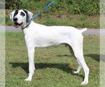 Small Photo #2 German Shorthaired Pointer Puppy For Sale in Prattville, AL, USA