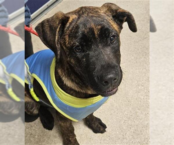 Medium Photo #1 Mastiff Puppy For Sale in Bakersfield, CA, USA