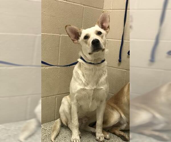 Medium Photo #1 Labrador Retriever-Unknown Mix Puppy For Sale in Conroe, TX, USA