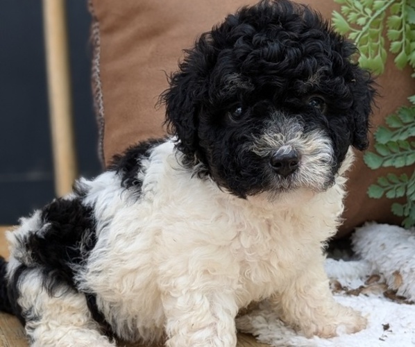 Medium Photo #9 Poovanese Puppy For Sale in GOSHEN, IN, USA