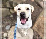 BRUNO - Male Labrador Retriever-Unknown Mix Dog for Adoption - Small photo