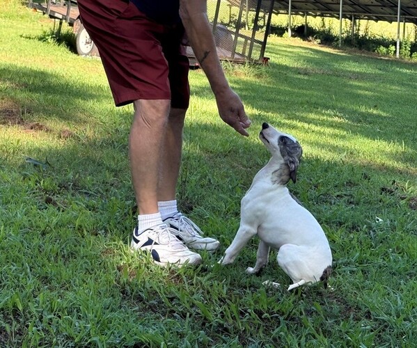 Medium Photo #3 Whippet Puppy For Sale in DONALDS, SC, USA