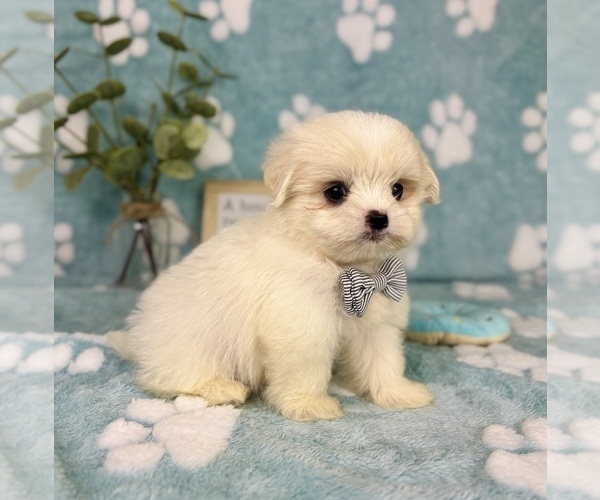 Medium Photo #9 Mal-Shi Puppy For Sale in NOBLESVILLE, IN, USA