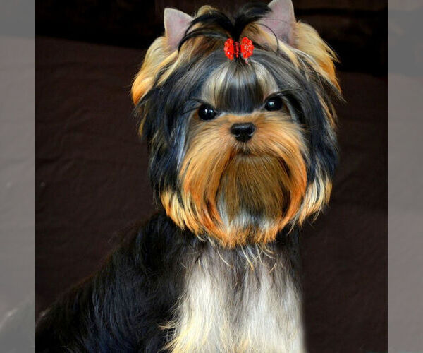 Medium Photo #1 Yorkshire Terrier Puppy For Sale in ROANOKE, VA, USA