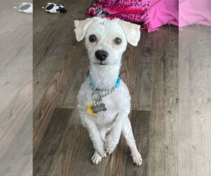 Maltese-Unknown Mix Dogs for adoption in Plymouth, MN, USA