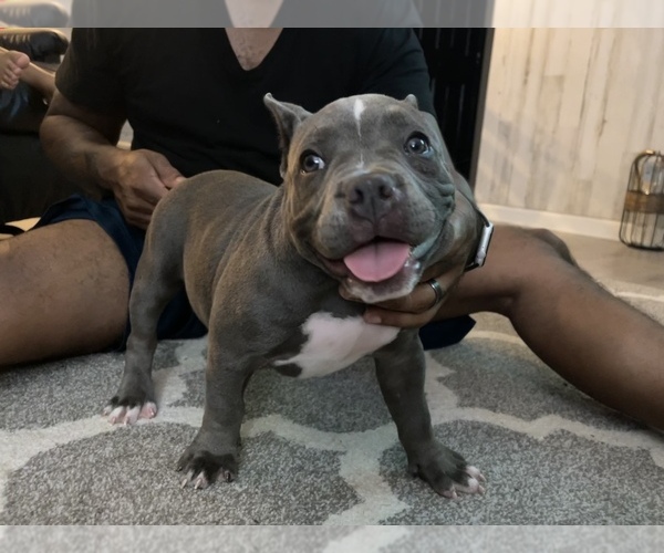 Medium Photo #1 American Bully Puppy For Sale in DRY FORK, VA, USA