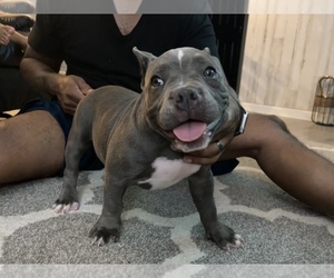 American Bully Puppy for Sale in DRY FORK, Virginia USA