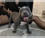 Small Photo #1 American Bully Puppy For Sale in DRY FORK, VA, USA