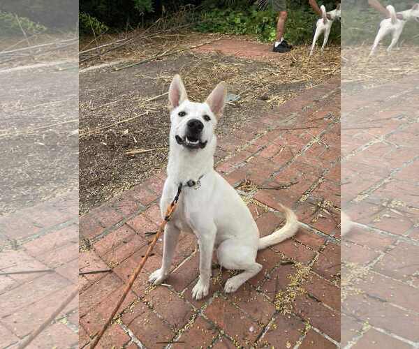 Medium Photo #7 German Shepherd Dog-Unknown Mix Puppy For Sale in San Diego, CA, USA