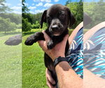 Small #1 Border Collie