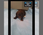 Atticus - Male Poodle (Toy) Puppy for Sale - Photo #3