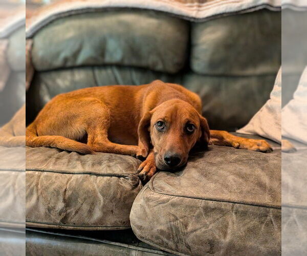 Medium Photo #14 Mutt Puppy For Sale in Vail, AZ, USA