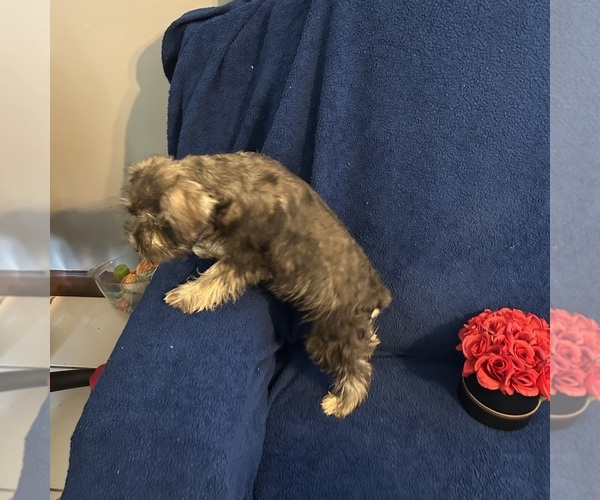 Medium Photo #43 Schnauzer (Miniature) Puppy For Sale in BRIDGETON, NJ, USA