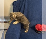 Small #42 Schnauzer (Miniature)