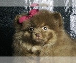 Puppy Bella Boo AKC Pomeranian