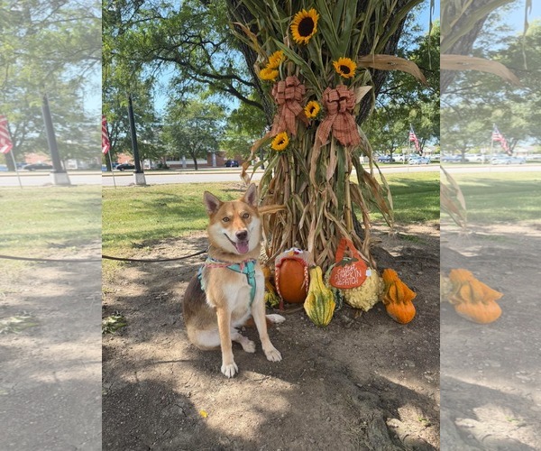 Medium Photo #1 Shiba Inu-Siberian Husky Mix Puppy For Sale in Germantown, OH, USA