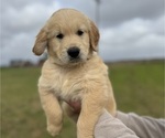 Puppy Blue Collar Golden Retriever
