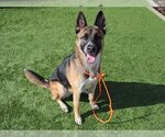 Small Photo #1 German Shepherd Dog-Unknown Mix Puppy For Sale in Orange, CA, USA