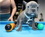 Puppy 1 French Bulldog