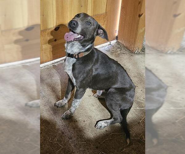 Medium Photo #1 Mutt Puppy For Sale in San Antonio, TX, USA