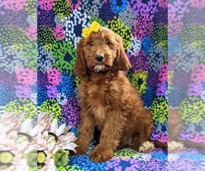 Irish Setter-Poodle (Miniature) Mix Puppy for sale in BIRD IN HAND, PA, USA