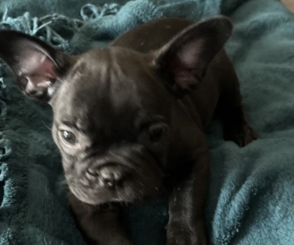 Medium Photo #1 French Bulldog Puppy For Sale in STOCKTON, CA, USA