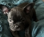 Puppy Puppy 4 Midas French Bulldog