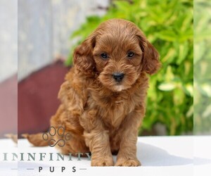 Cavapoo Puppy for sale in NARVON, PA, USA