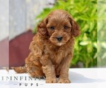 Small Cavapoo