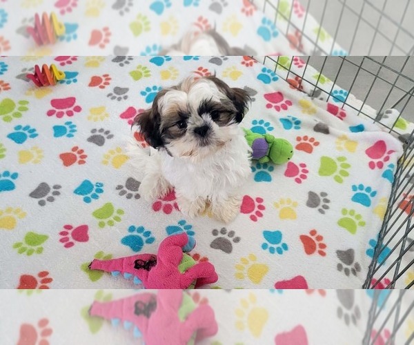 Medium Photo #5 Shih Tzu Puppy For Sale in ORO VALLEY, AZ, USA
