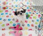 Small #4 Shih Tzu