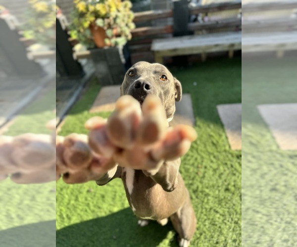 Medium Photo #6 Mutt Puppy For Sale in La Verne, CA, USA