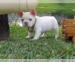 Puppy 1 French Bulldog