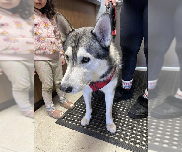 Medium Photo #1 Siberian Husky Puppy For Sale in Stockton, CA, USA