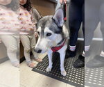 JUNO - Male Siberian Husky Dog for Adoption - Small photo