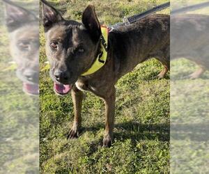 Australian Shepherd-Unknown Mix Dogs for adoption in Las Vegas, NV, USA