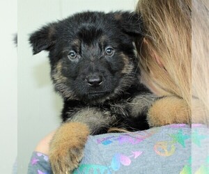 German Shepherd Dog Puppy for sale in SUGAR CREEK, MO, USA