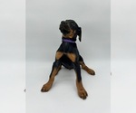 Small Photo #27 Doberman Pinscher Puppy For Sale in RIVERDALE, MD, USA