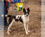 Small #13 Border Collie Mix
