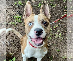 Catahoula Leopard Dog-Unknown Mix Dogs for adoption in Canton, CT, USA