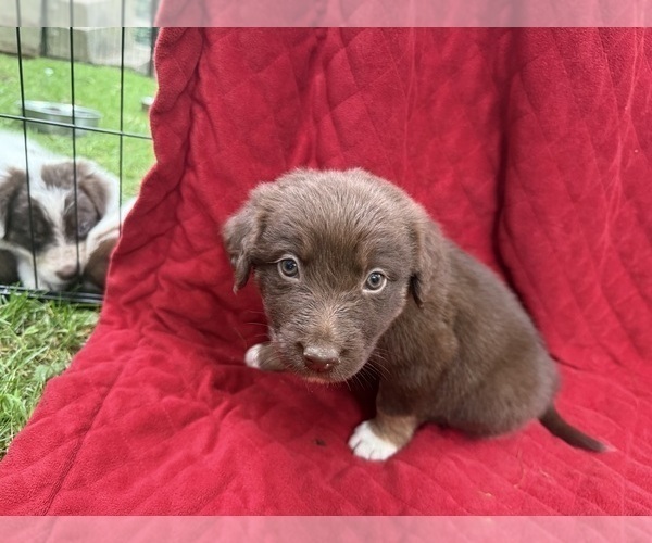 Medium Photo #70 Borador Puppy For Sale in MARION, VA, USA